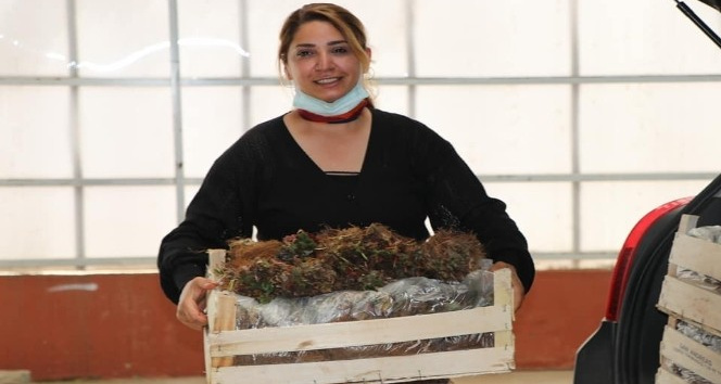 Yalova’da 11 çiftçiye 50 bin çilek fidesi dağıtıldı