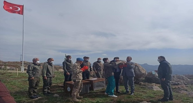 Üç aylık tedavilerinin ardından iyileşen 2 kızıl şahin doğaya salındı