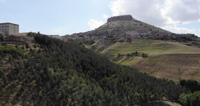 Çöplüğü ormana çevirdi, diktiği ağaçlara gözü gibi bakıyor
