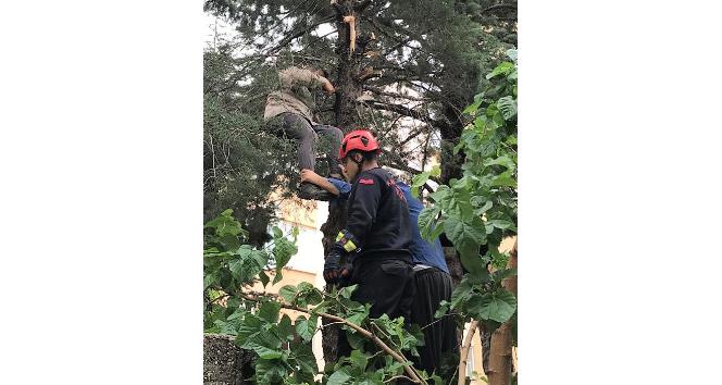 Çıktığı ağaçta fenalaşan adamı itfaiye kurtardı
