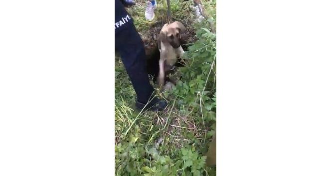 Su kuyusunda mahsur kalan köpekleri itfaiye ekipleri kurtardı