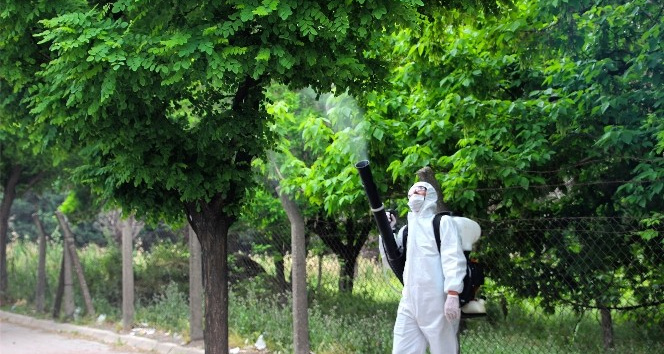Kahramanmaraş’ta ağaçlar zararlılardan korunuyor