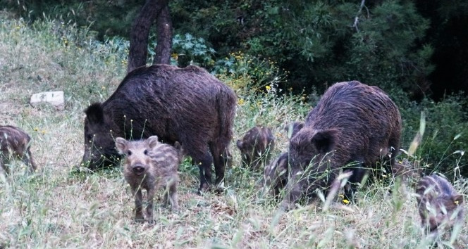 Bodrum’da şehri merkezine inen domuzların ormanda kalması için çalışma başlatıldı