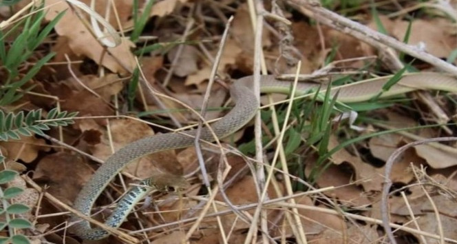 Konya’da ok yılanı fotoğraflandı