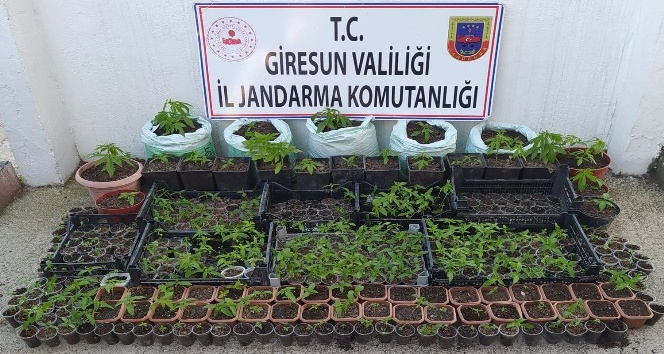 Jandarma ve Emniyetten uyuşturucu operasyonu