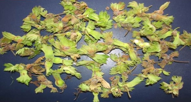 Üreticilere fındık kurduyla mücadele uyarısı