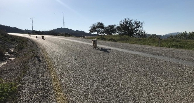 Bakıma muhtaç 17 köpeği ölüme terk eden belediyeye ceza