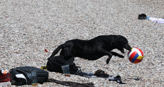Dünyaca ünlü sahilde sokak köpeğinden turistleri şaşırtan davranış