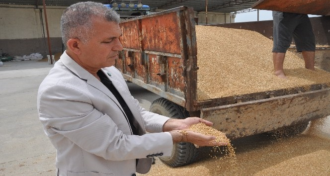Kuraklık kendini iyiden iyiye göstermeye başladı: Geçen sene 12 ton ürün alınan araziden bu sene 2 ton mahsul alındı