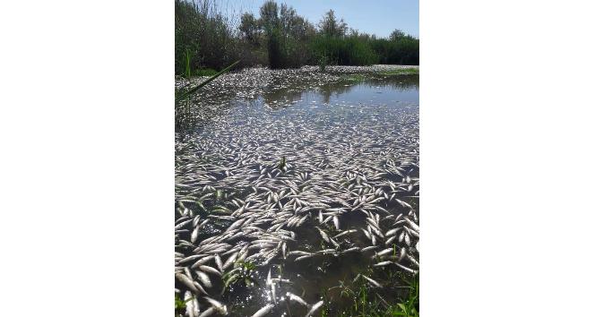 Dicle Nehrinde binlerce ölü balık kıyıya vurdu