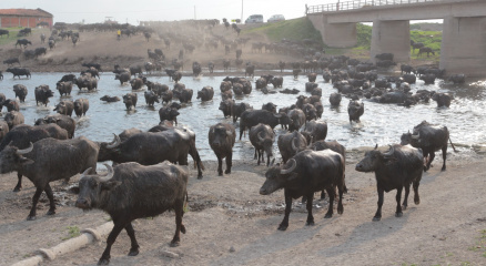 Dicle Nehrinde binlerce ölmüş balık kıyıya vurdu