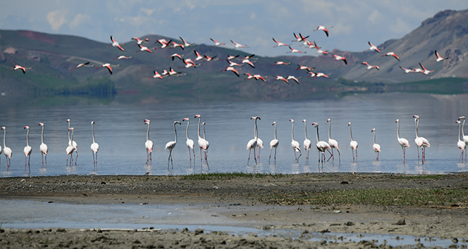 Van Gölü Havzası&#039;nın narin kuşları flamingolar