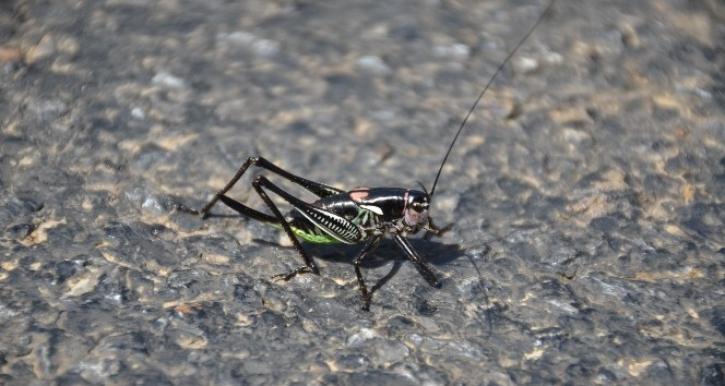 Şırnak’ta önlerine çıkan her şeyi yiyen çekirgeler çiftçileri tedirgin etti