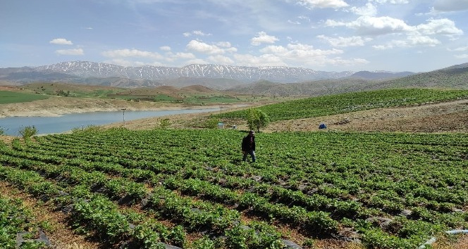 Ot bitmeyen tarlalarda şimdi "çilek" yetiştiriliyor