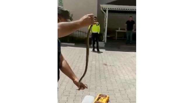 Otomobile giren yılanı elleriyle çıkardı