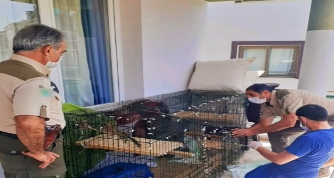 Bakımı yapılan yavru sincaplar doğaya salındı