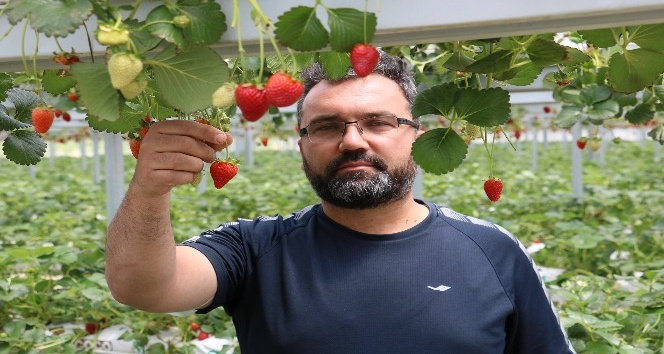 Bankacılığı bırakıp çilek üretimine başladı