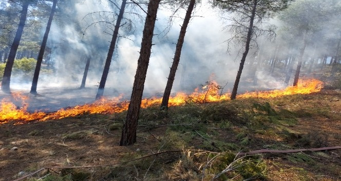 Ormanlık alandaki yangına zamanında müdahale
