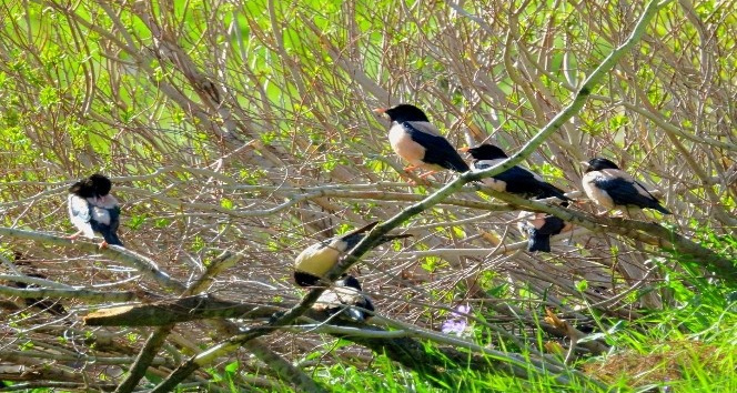 Çekirge ile beslenen sığırcık kuşları çiftçilerin umudu oldu