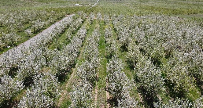 Baharın gelmesiyle çiçek açan binlerce meyve ağacı görsel şölen oluşturdu