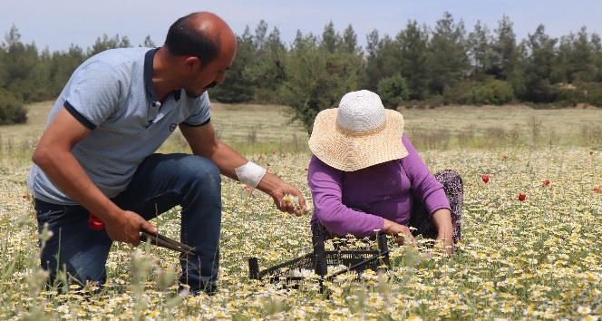 Şifa deposu Mayıs papatyasında hasat zamanı