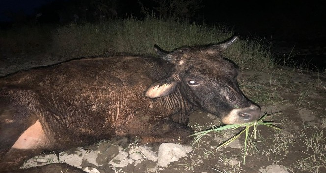 Bingöl’de nehir yatağında çamura saplanan inek kurtarıldı