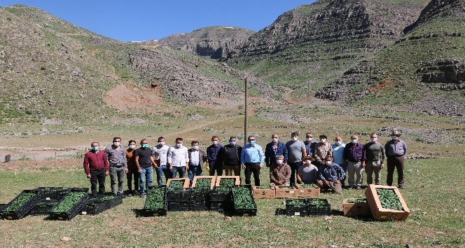Terörden arındırılan yaylalar devletin desteği sayesinde üretici ile yeniden hayat buluyor