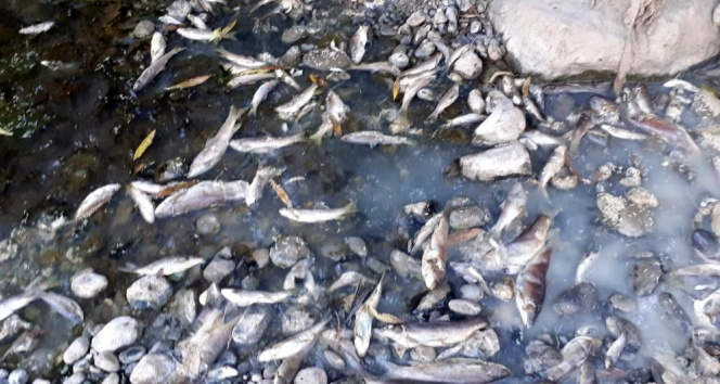 Osmaniye’de toplu balık ölümleri tedirginliğe yol açtı