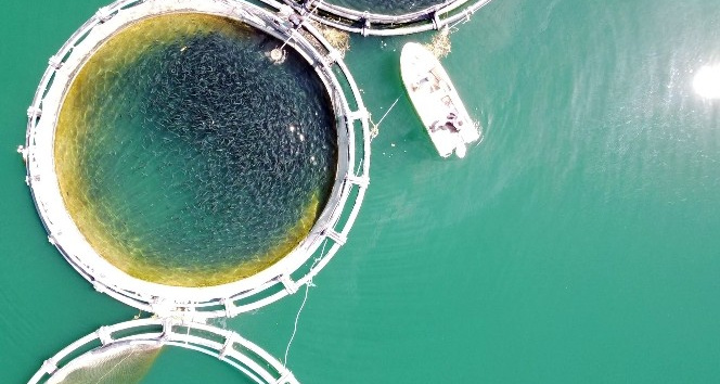 Başaramazsın dediler, o denizi olmayan Bozkırda yılda 60 ton balık üretti