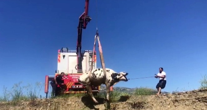 Bataklığa saplanan inek vinç ile kurtarıldı