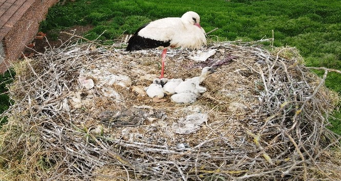 (Özel) Çanakkale’de yavru leylekler yumurtadan çıktı