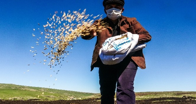 Traktör koltuğuna geçen belediye başkanı asırlık ‘kavılca’ buğdayını toprakla buluşturdu