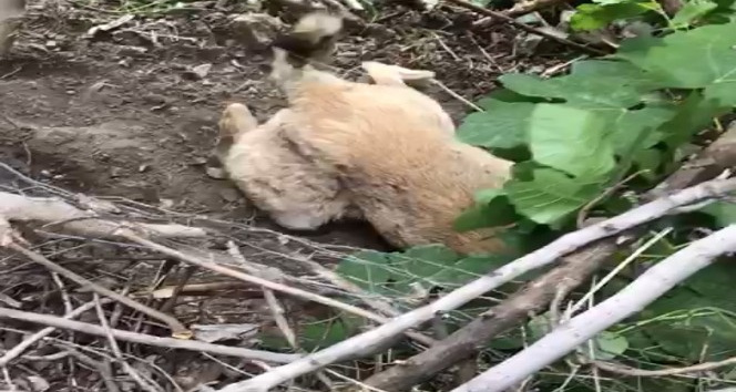 Mahsur kalan hayvanlar jandarma ve itfaiye ekipleri tarafından kurtarıldı