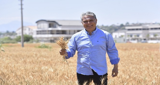 Muratpaşa’da buğdaylar sarardı