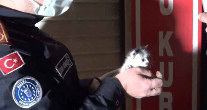 Bursa’da yavru kedileri kurtarmak için seferber oldular