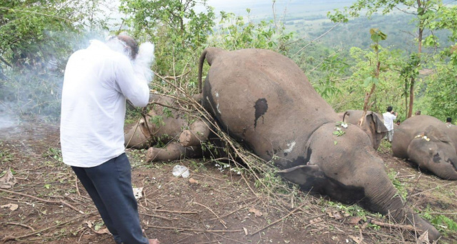 Hindistan&#039;da yıldırım düşmesinin ardından 18 fil ölü bulundu