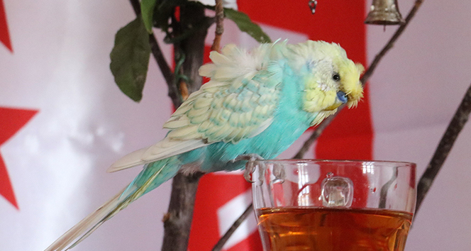 Kuş dile geldi, İsrail’e tepkisini bu sözlerle dile getirdi