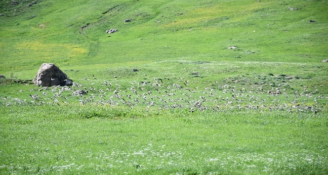 Göçmen kuşlar Şırnak yaylalarını doldurdu