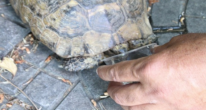 Sıcaktan bunalan kaplumbağaya polis şefkati