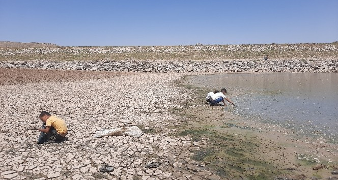 Kuraklık nedeni ile suyu çekilen gölette binlerce balık telef oldu