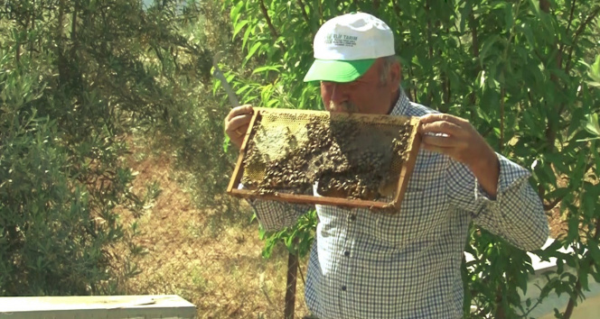 Arı dolu çıtayı öpüp, arıları eliyle tutuyor