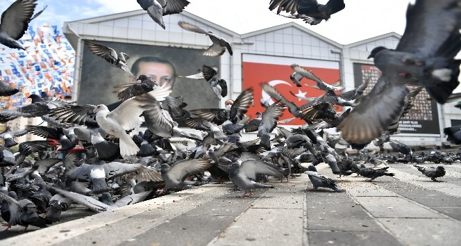 Osmangazi’de aç kalan güvercinler beslendi