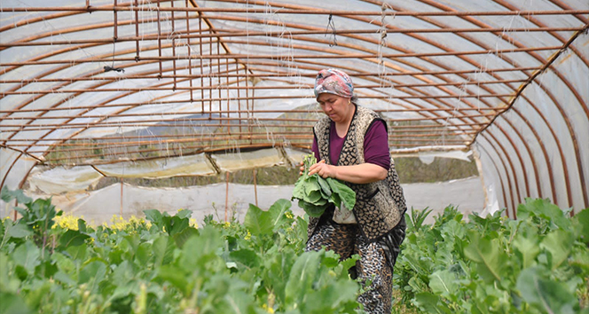 Beykoz’da Adil Sözleşmeli Tarım Projesiyle üretilen ürünler ihtiyaç sahipleriyle buluşturulacak