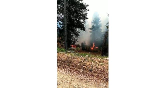 Artvin’de orman yangını