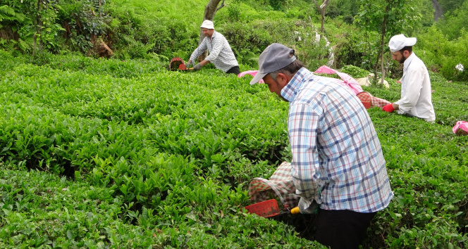 Yaş çay sezonu açıldı