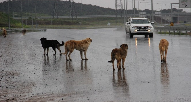 İstanbul’un köpekleri buraya bırakılıyor