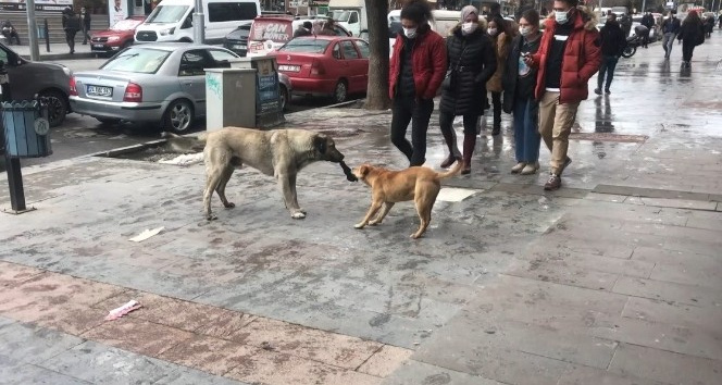 Erzincan’da iki köpeğin bez kapmaca oyunu tebessüm ettirdi