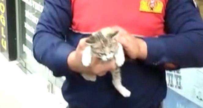 Reklam tabelasının içinden çıkamayan yavru kedi kurtarıldı