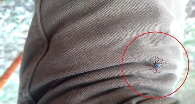 Tokat’ta mahalle halkı tedirgin, kene kabusu geri döndü