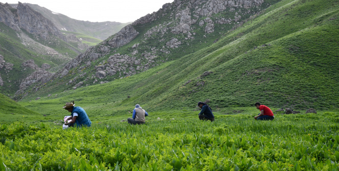 Otlu peynir yapmak için Şırnak yaylalarını doldurdular